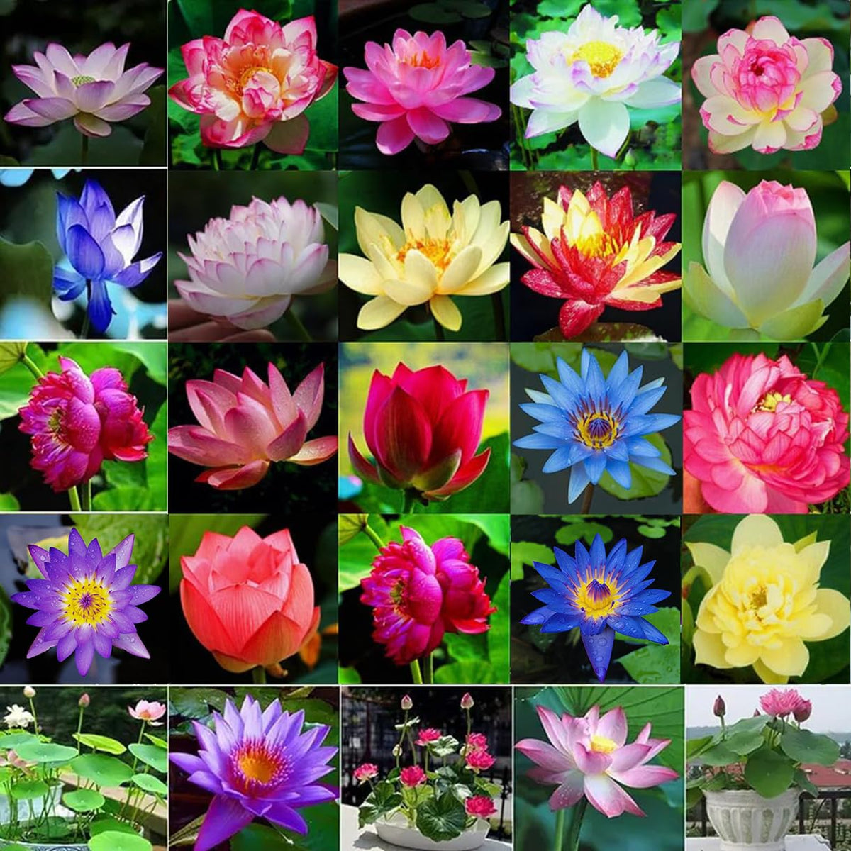 BuggyBeds lotus seeds mixed colors in bag, perfect for colorful pond accents.