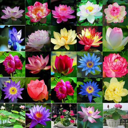 BuggyBeds lotus seeds mixed colors in bag, perfect for colorful pond accents.