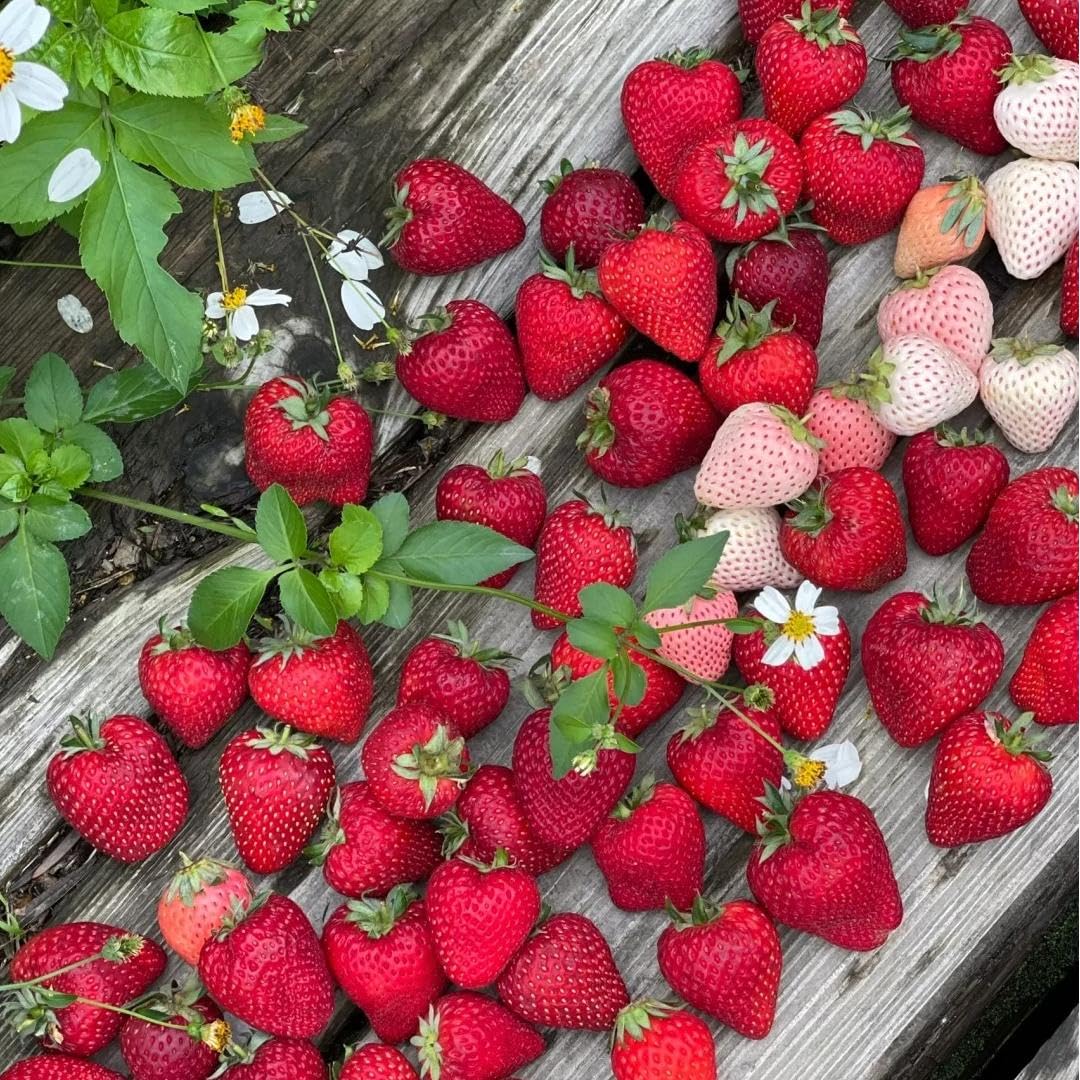 BuggyBeds manually selected non-GMO seeds support reliable growth and easy planting.