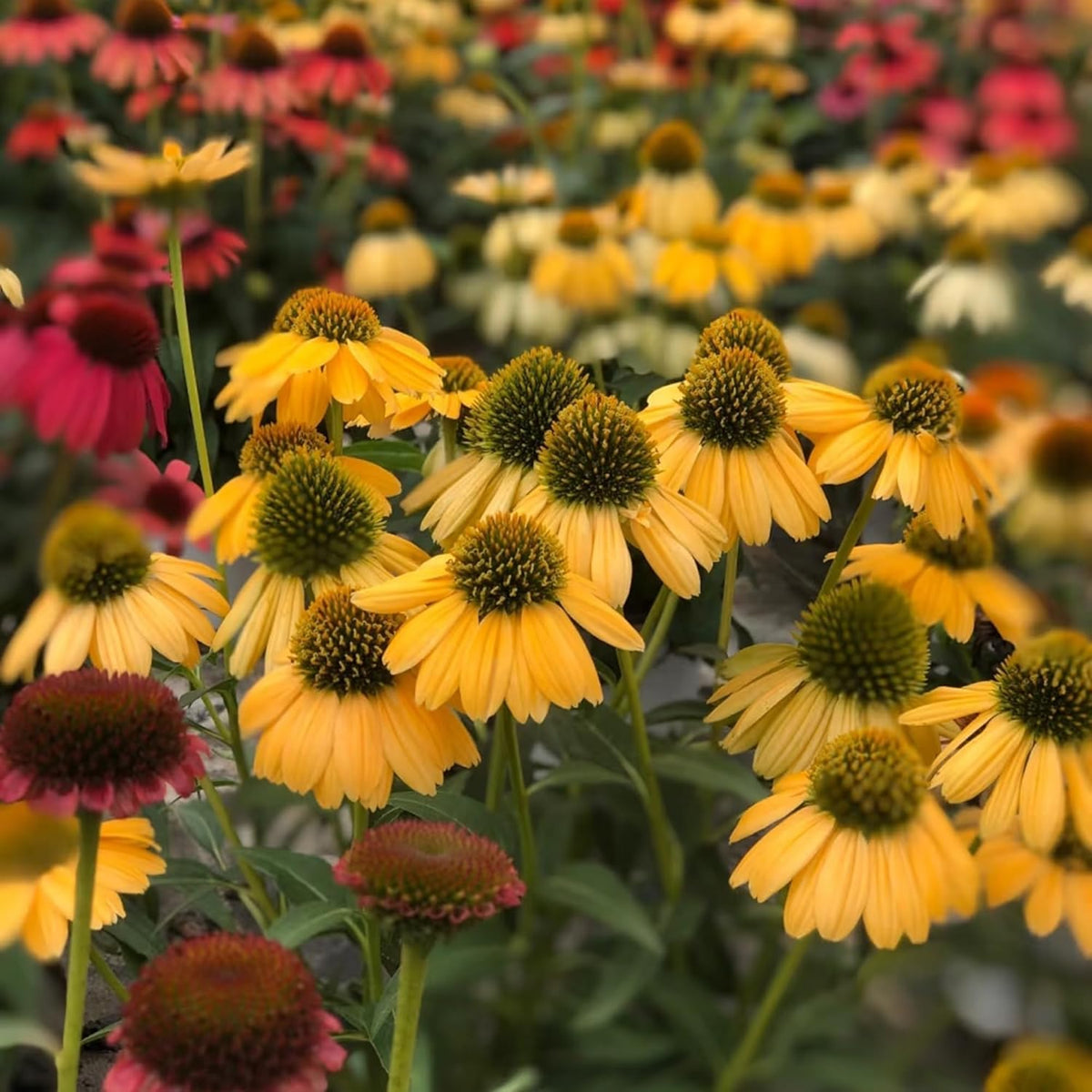 BuggyBeds mature Echinacea plants provide dramatic garden height