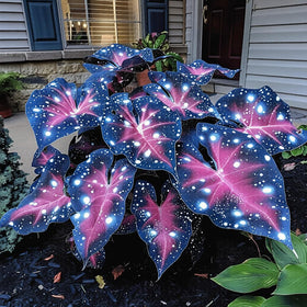 BuggyBeds foliage from hosta seeds adds lasting ornamental value in shade.