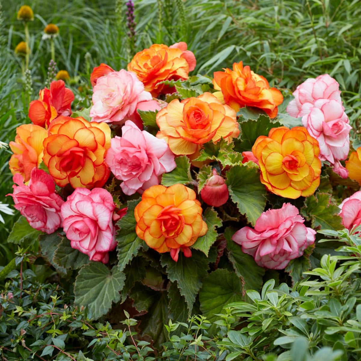 BuggyBeds mix perennial begonia seeds 100pc with Rex varieties for shade gardening