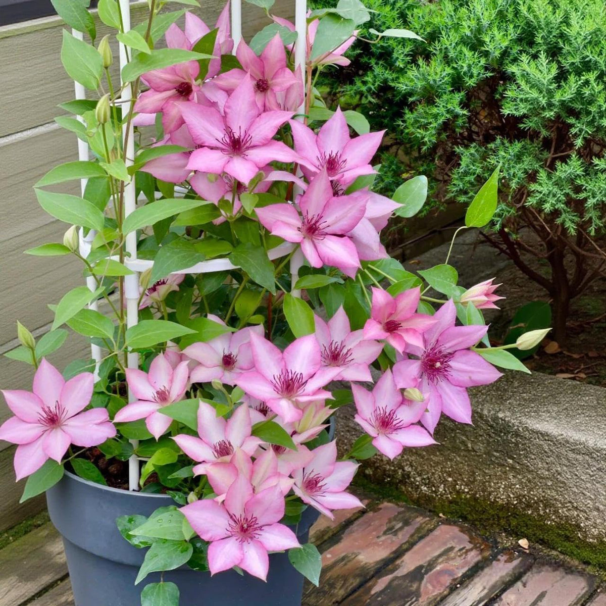 BuggyBeds Mixed-color clematis on trellis creates a multi-colored floral tapestry.