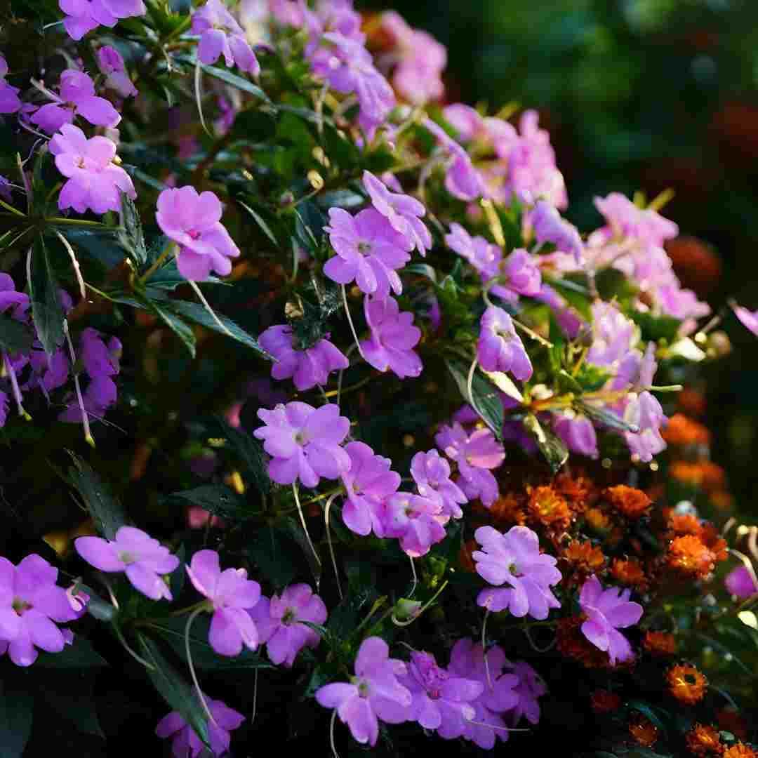 BuggyBeds mixed colors Impatiens Balsam blooms brighten borders and beds.
