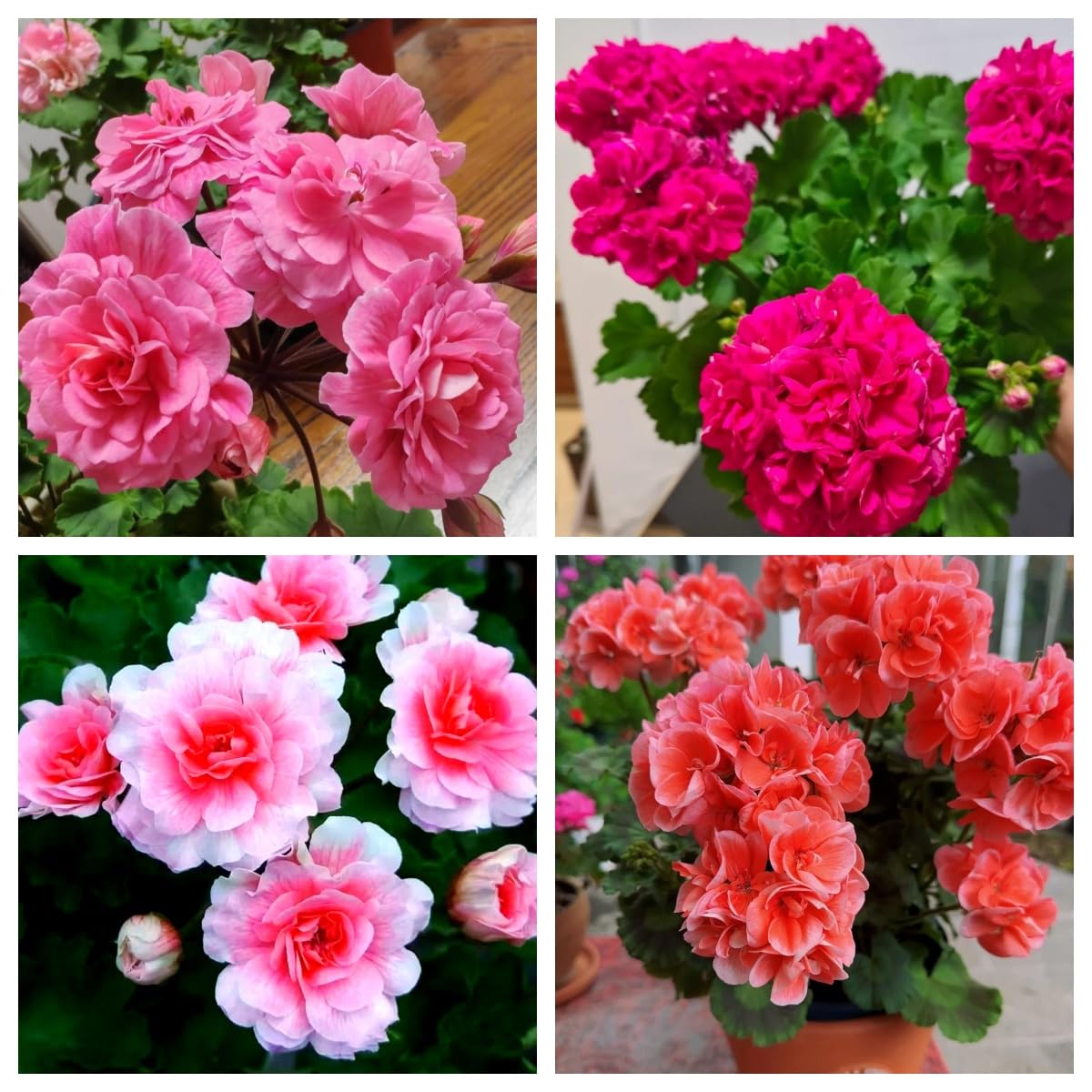 BuggyBeds mixed geranium seeds packet ready to sow for color-rich blooms