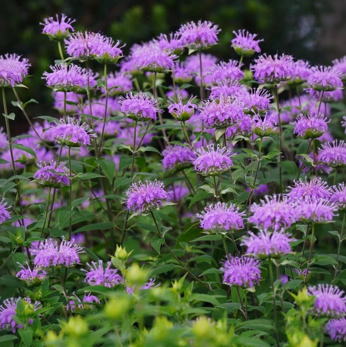 BuggyBeds Monarda wild bergamot flowers display vibrant perennial color