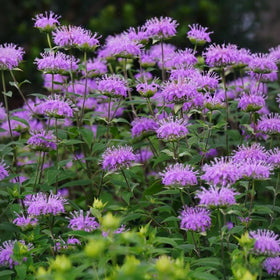 BuggyBeds Monarda wild bergamot flowers display vibrant perennial color