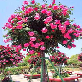 BuggyBeds multi-color rose tree seeds for hardy, container-friendly blooms.