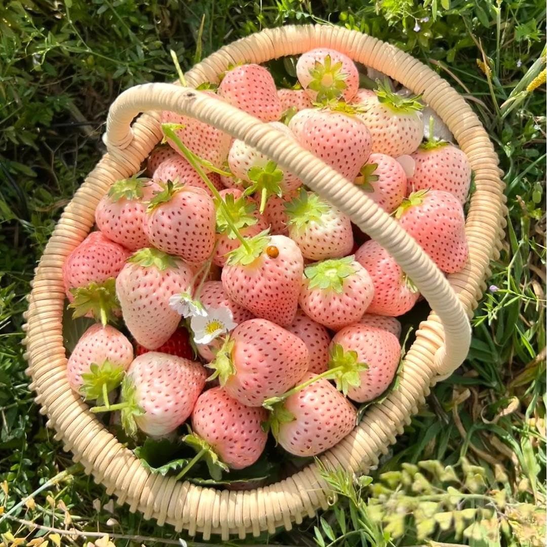 BuggyBeds seeds fit greenhouse, balcony, and garden setups for versatile use.