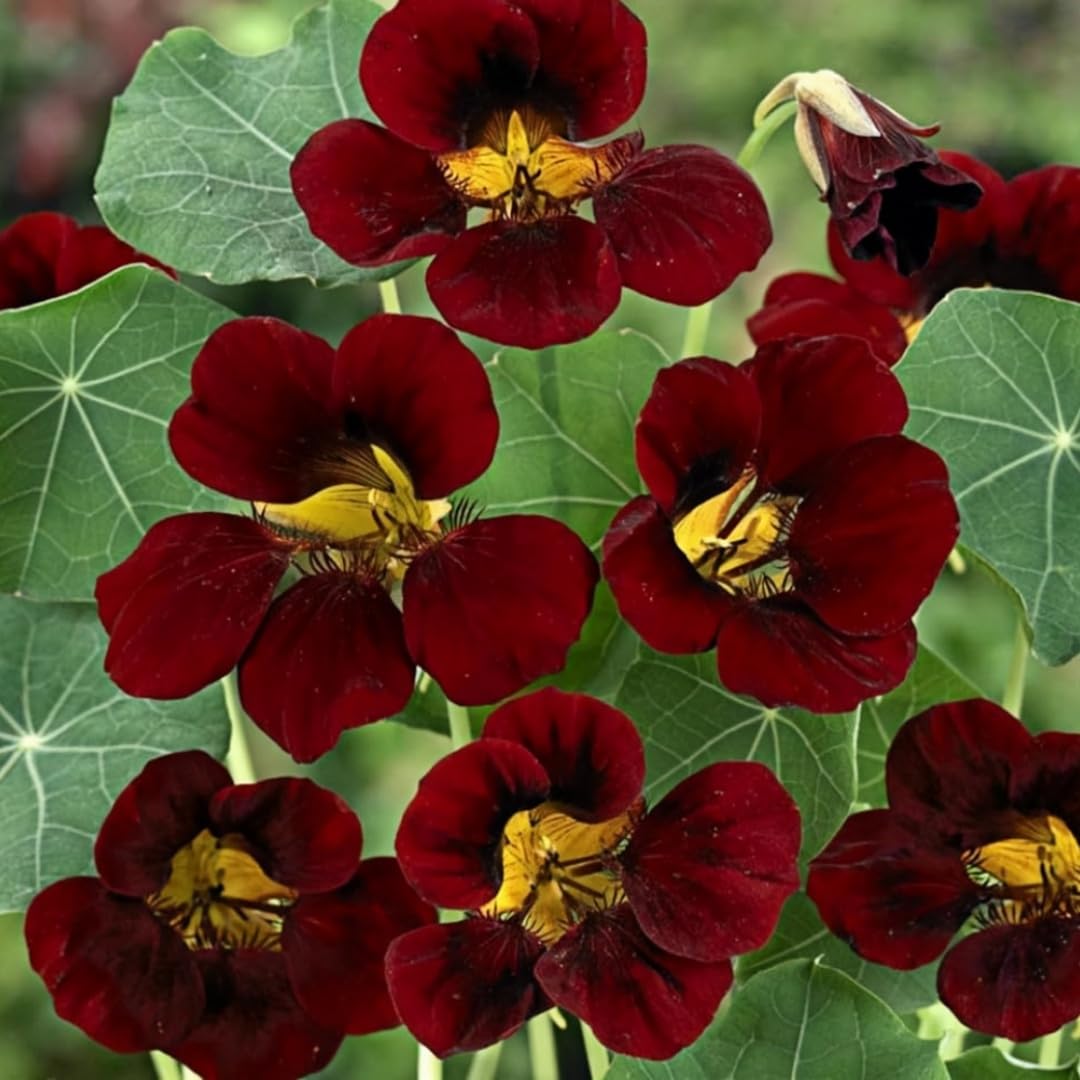 BuggyBeds compact growth suited for containers and pots