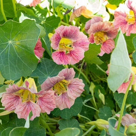 Nasturtium in a container ready for balcony planting