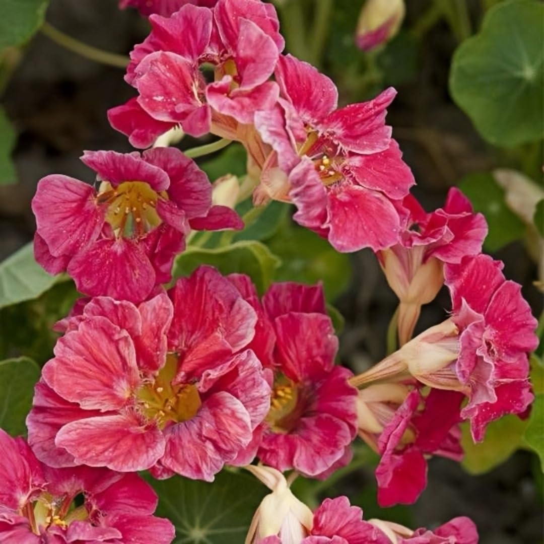 BuggyBeds nasturtium edible blooms and leaves ideal for salads