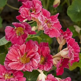 BuggyBeds nasturtium edible blooms and leaves ideal for salads