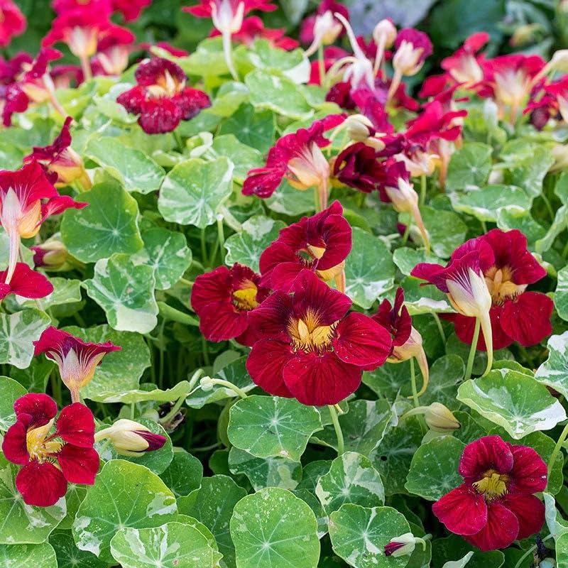 Nasturtium flowers in a garden bed showing warm jewel tones