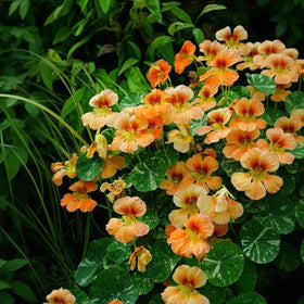 Bright nasturtium petals in jewel mix for visual drama