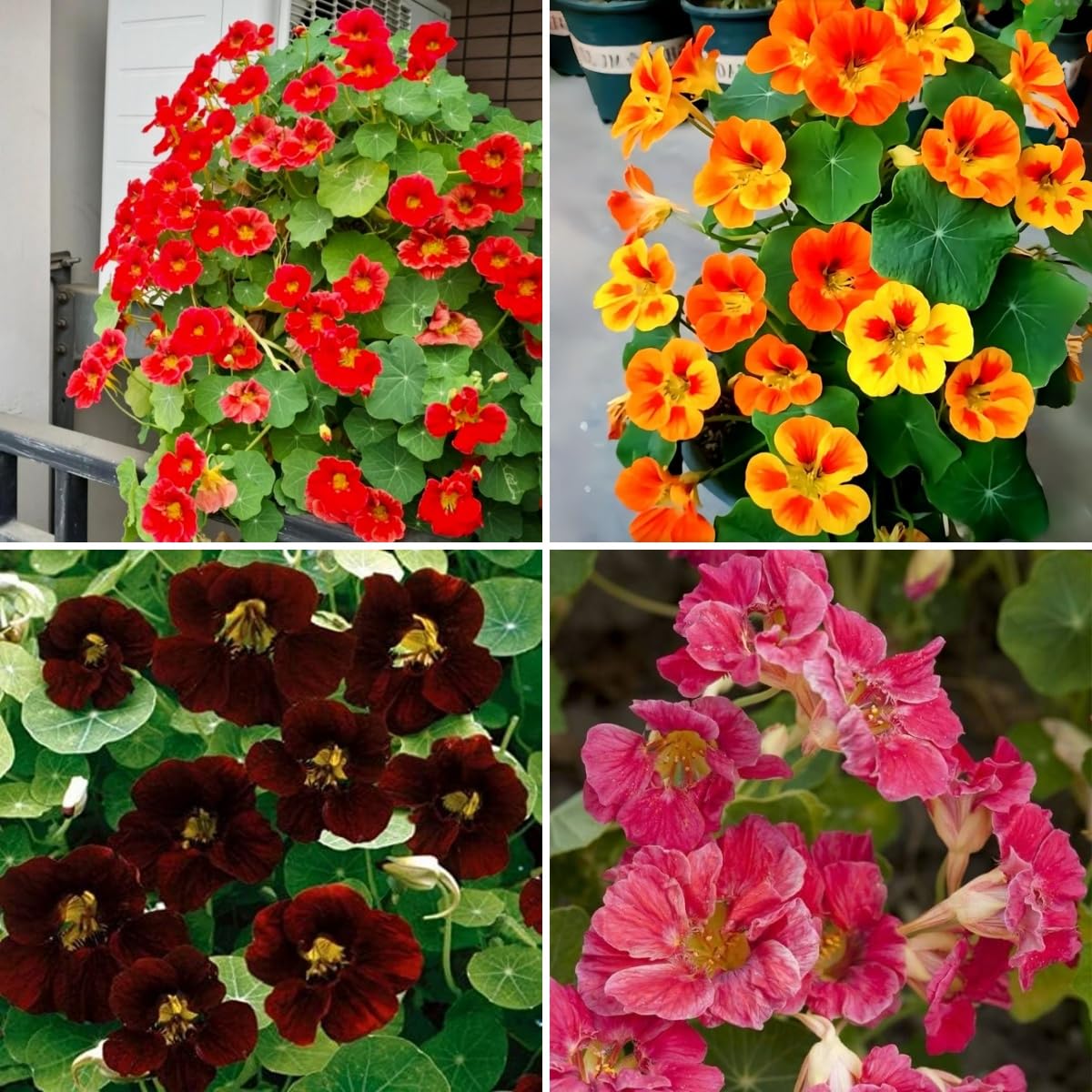 BuggyBeds nasturtium seeds in mixed colors ready to brighten beds