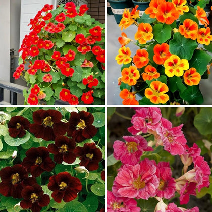 BuggyBeds nasturtium seeds in mixed colors ready to brighten beds