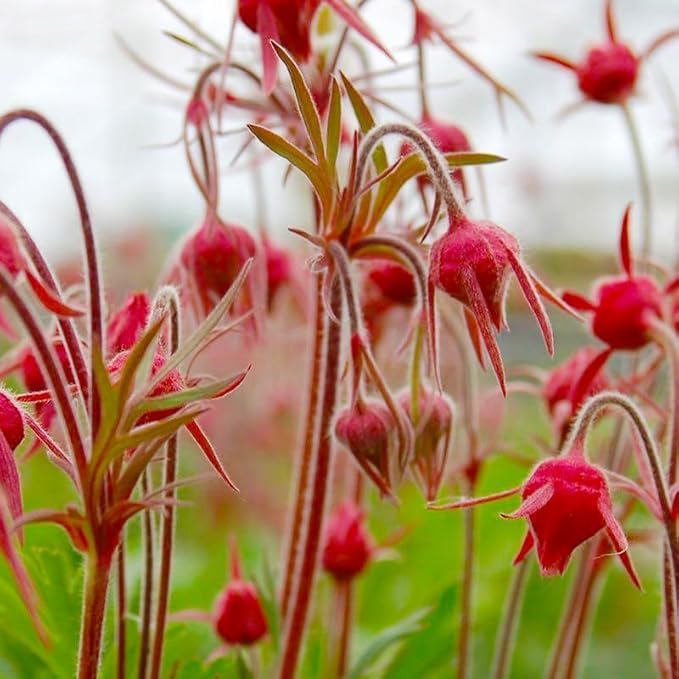 BuggyBeds Naturalized garden plant for prairie restoration and year round interest