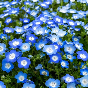 BuggyBeds Nemophila Baby Blue Eyes seeds are ready for easy planting and blue-border displays.