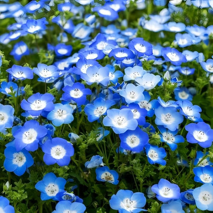 BuggyBeds Nemophila Baby Blue Eyes seeds are ready for easy planting and blue-border displays.