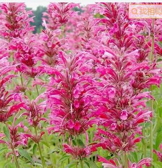 BuggyBeds non-GMO heirloom sage seeds enable sustainable seed saving and season-long herb supply