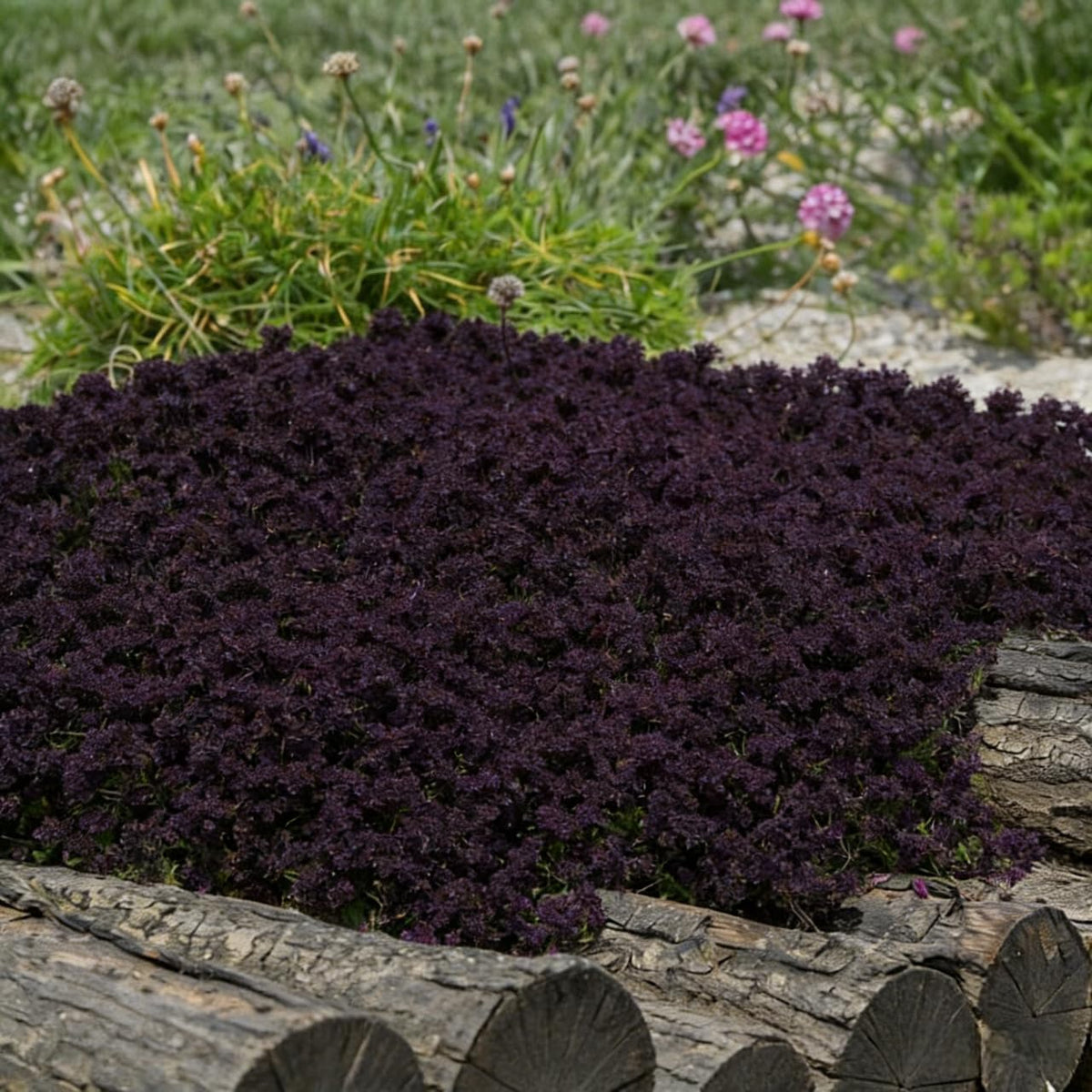 BuggyBeds non-GMO seed selection supporting perennial growth.