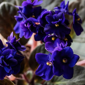 BuggyBeds open-pollinated seeds pack highlighting heirloom charm for timeless garden color