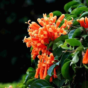 BuggyBeds Orange tubular blooms mass display blooming on patio.