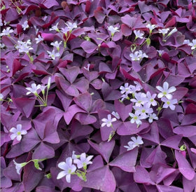 BuggyBeds Ornamental shamrocks along garden border add texture.