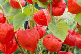 BuggyBeds Physalis in outdoor garden, tolerates sun and partial shade.
