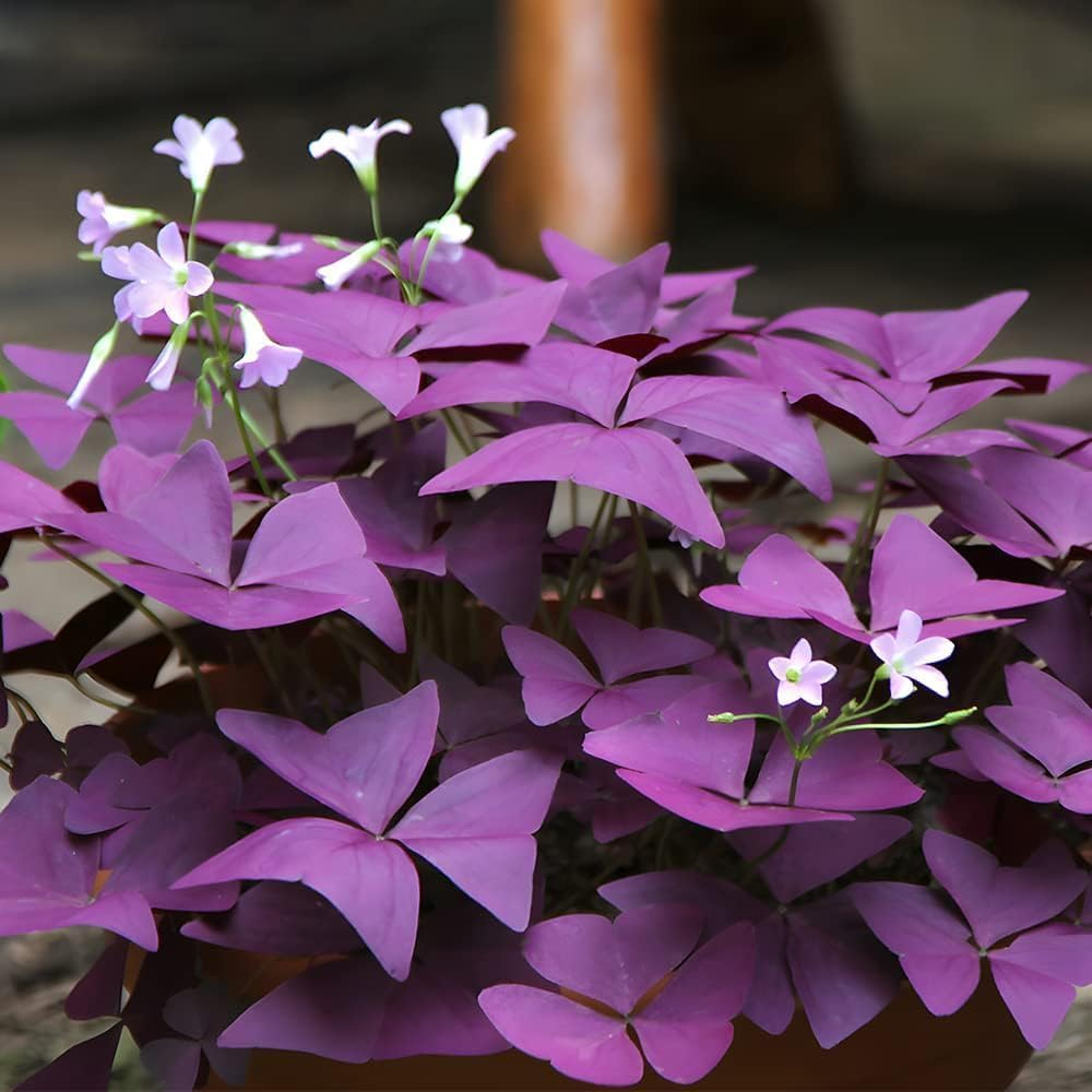 BuggyBeds Oxalis triangularis leaves close-up reveal heart-shaped purple foliage.