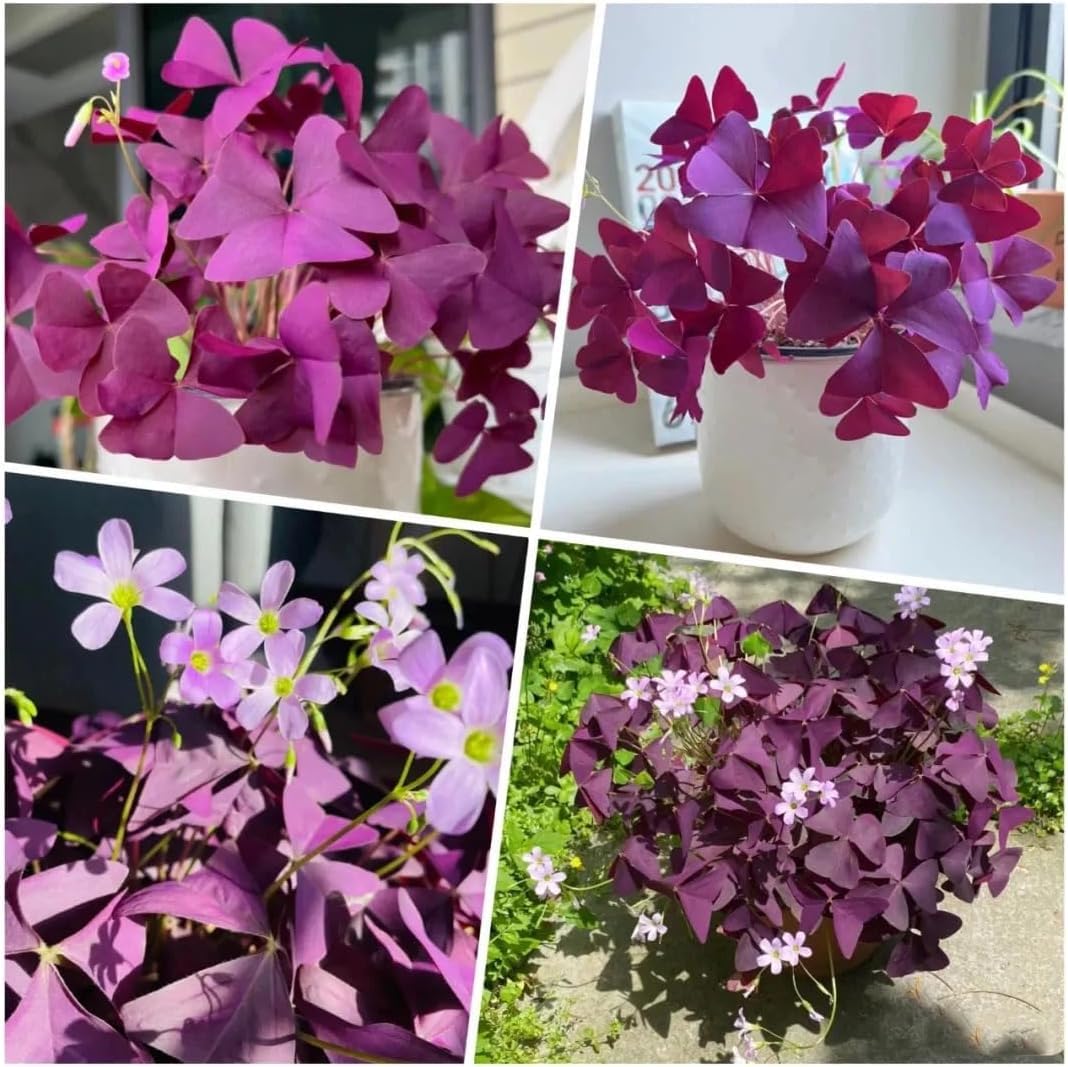 BuggyBeds Oxalis triangularis seeds in starter tray ideal for indoor growth.