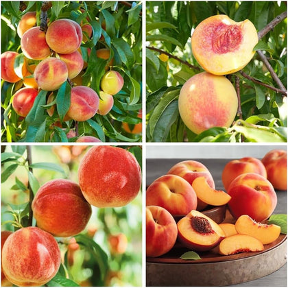 BuggyBeds peach tree seeds 5pc pack ready for home planting and future harvests
