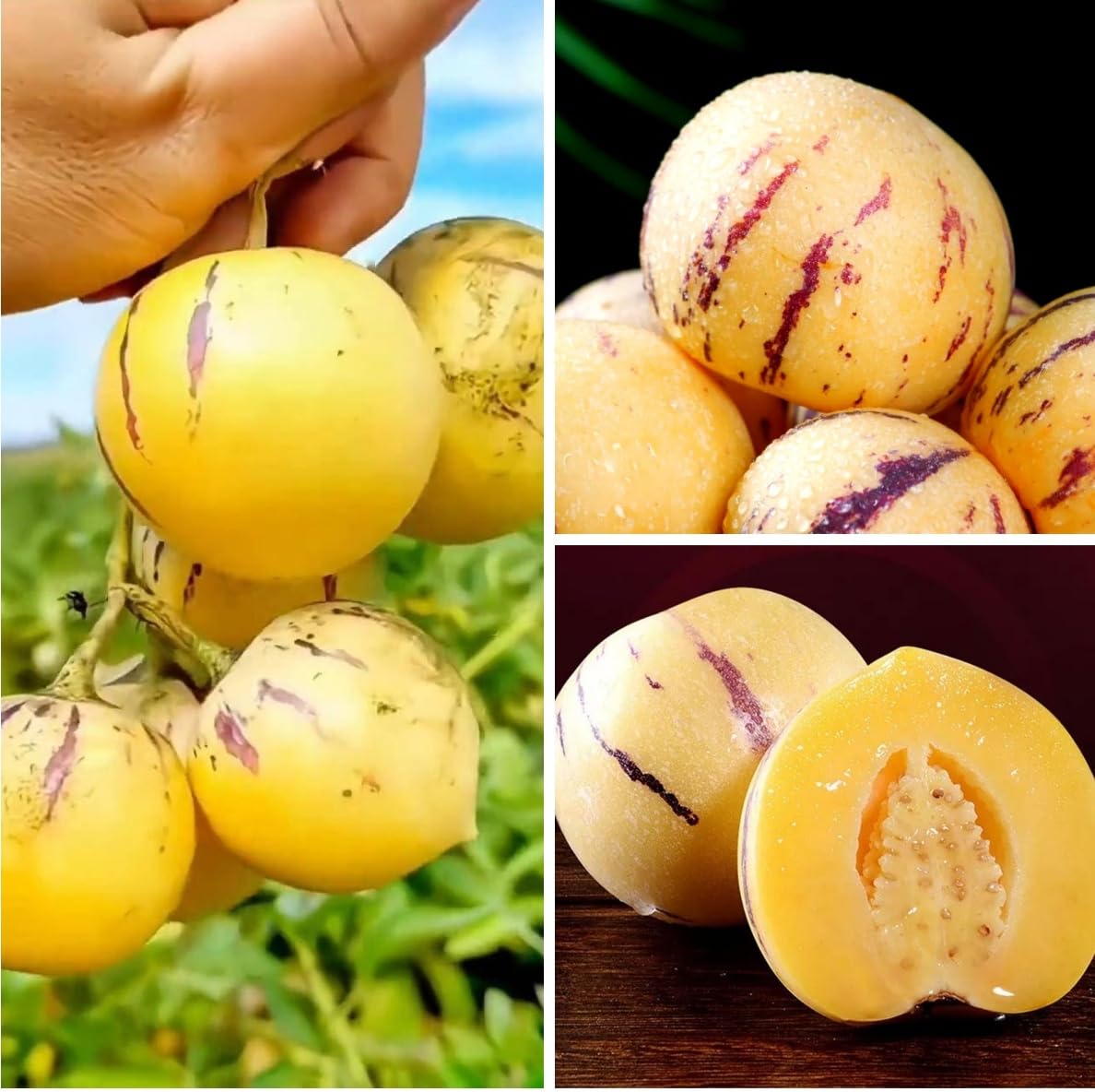 BuggyBeds Pepino Melon thriving in a container garden on patios.