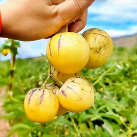 BuggyBeds Pepino Melon on vine bearing sweet, fresh fruit.