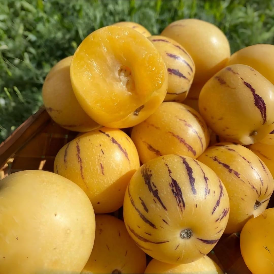 BuggyBeds Pepino Melon seedling growth shows rapid establishment in containers.