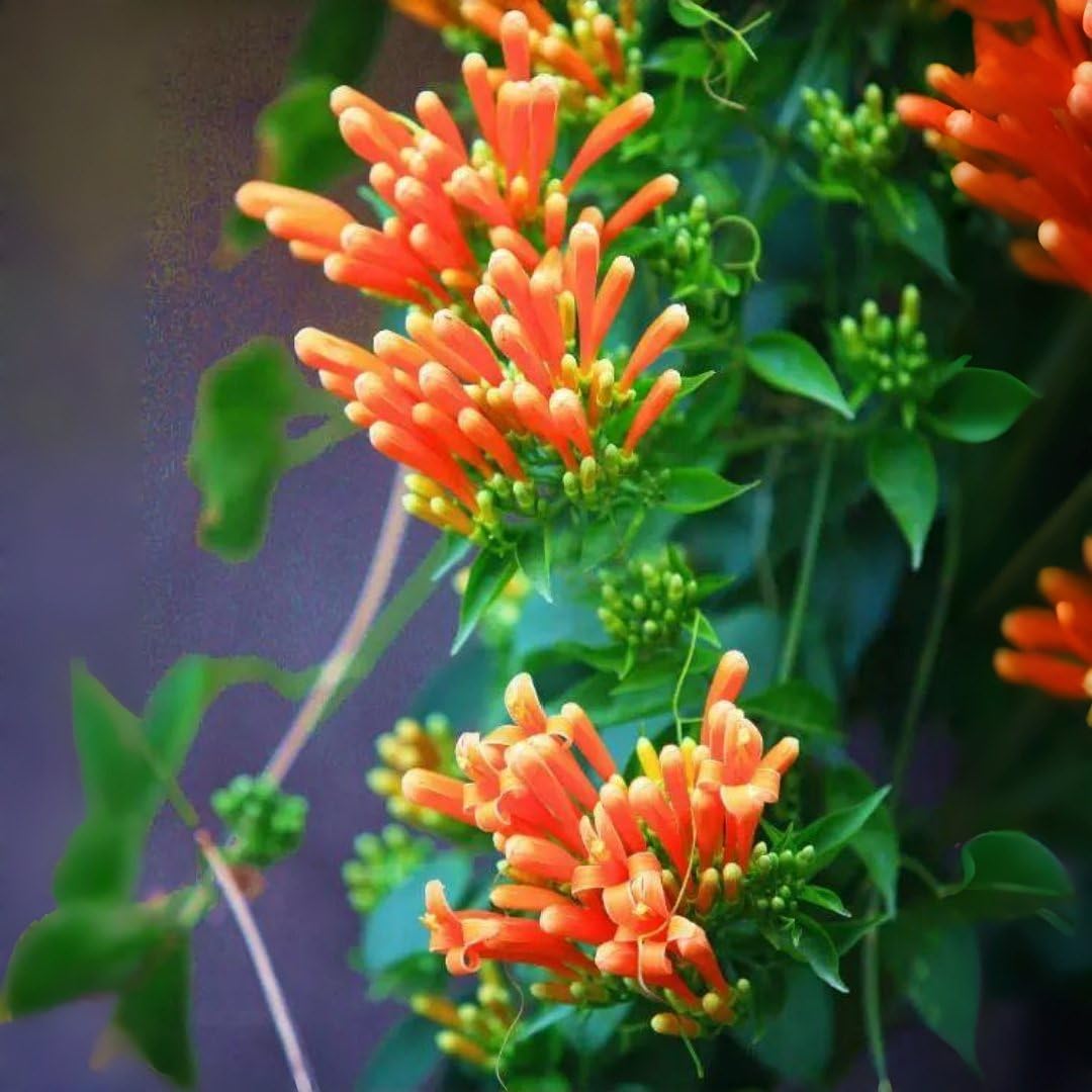 BuggyBeds Perennial climbing vine on a patio trellis.