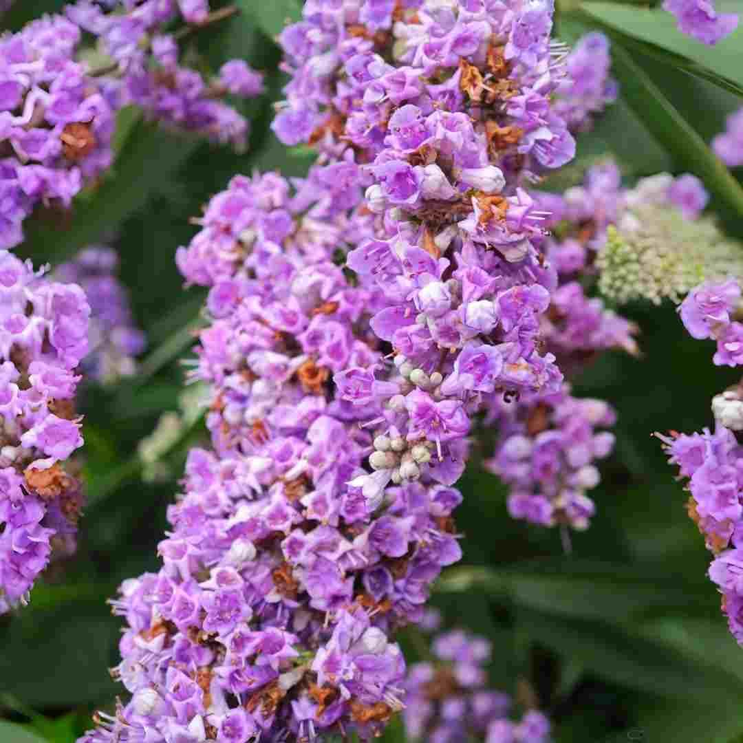 BuggyBeds perennial Buddleja shrub seeds for a lasting garden feature