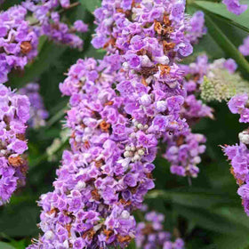 BuggyBeds perennial Buddleja shrub seeds for a lasting garden feature