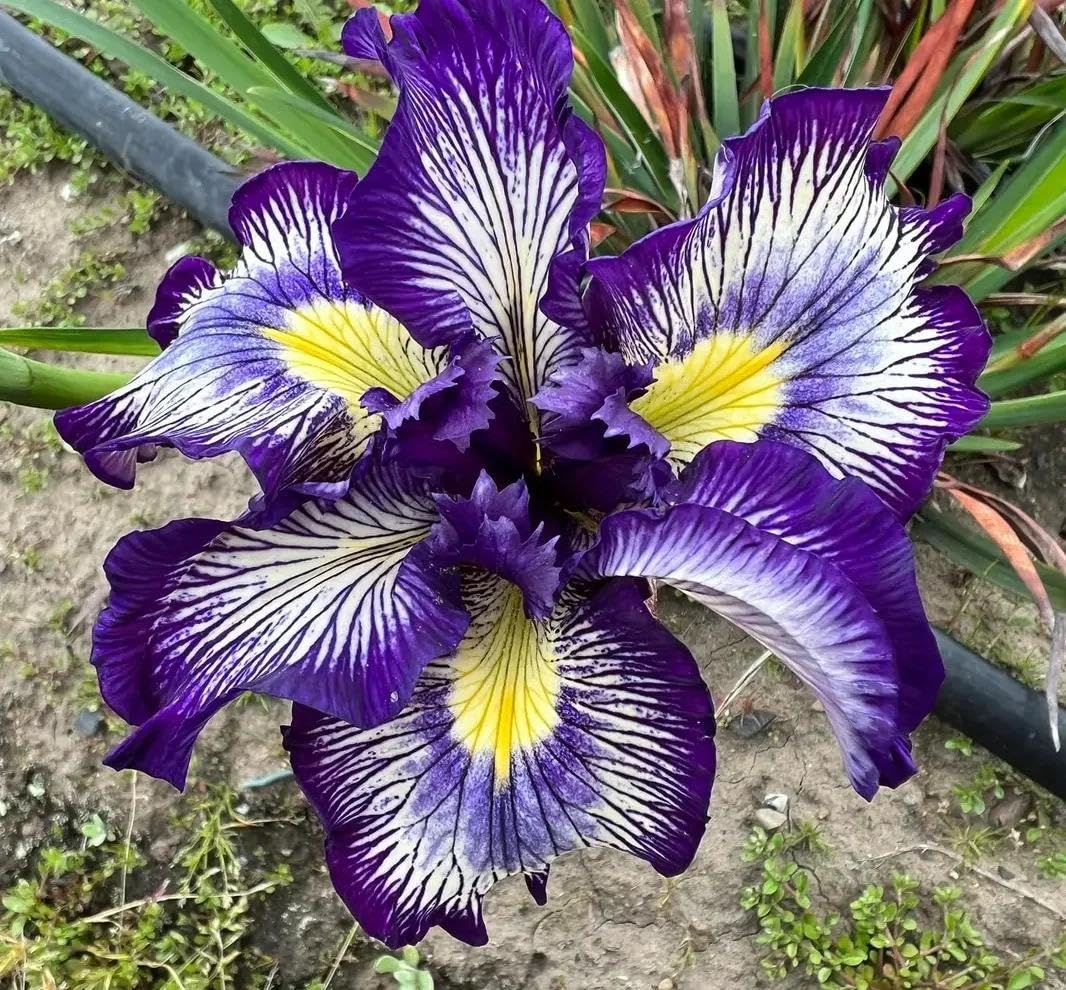BuggyBeds perennial iris in a garden bed ready to return year after year.