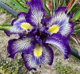 BuggyBeds perennial iris in a garden bed ready to return year after year.