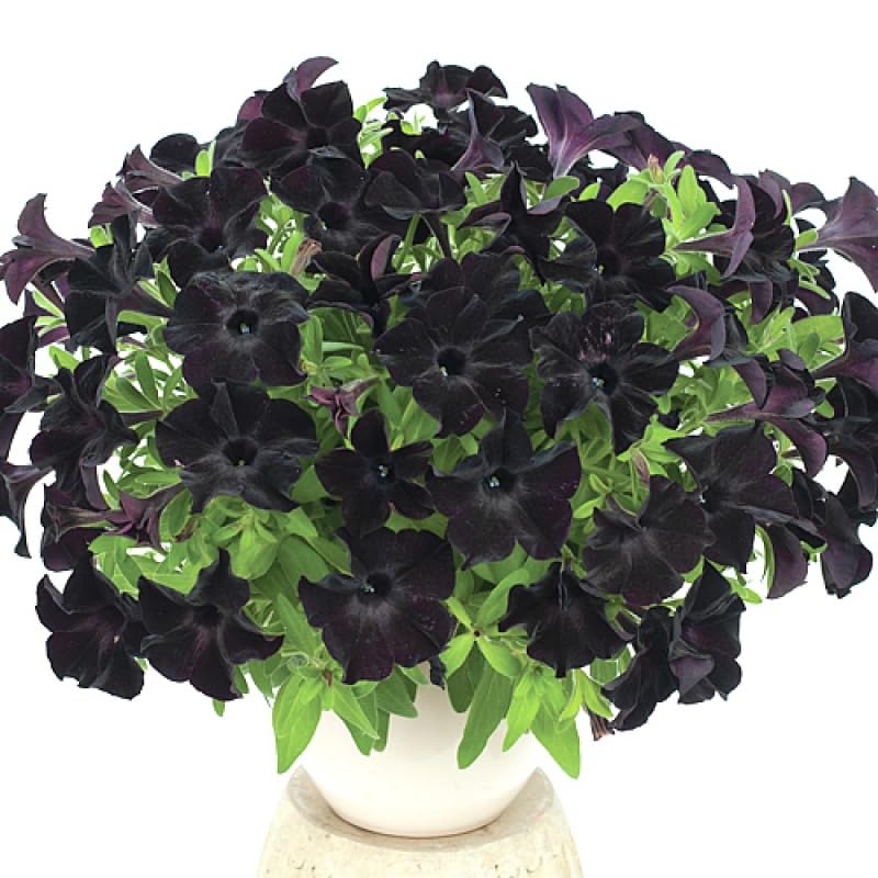 BuggyBeds 300 Black Petunia suited for borders and hanging baskets