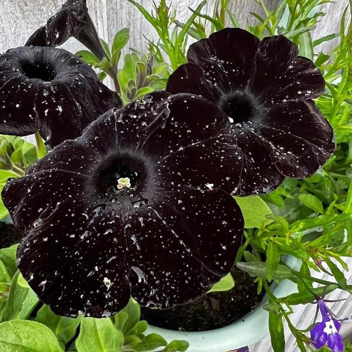 BuggyBeds 300 Black Petunia seeds for easy sowing in beds or containers