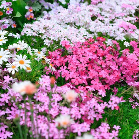BuggyBeds Phlox Paniculata seeds mix 1000pcs – vibrant blooms for a long-lasting garden display.