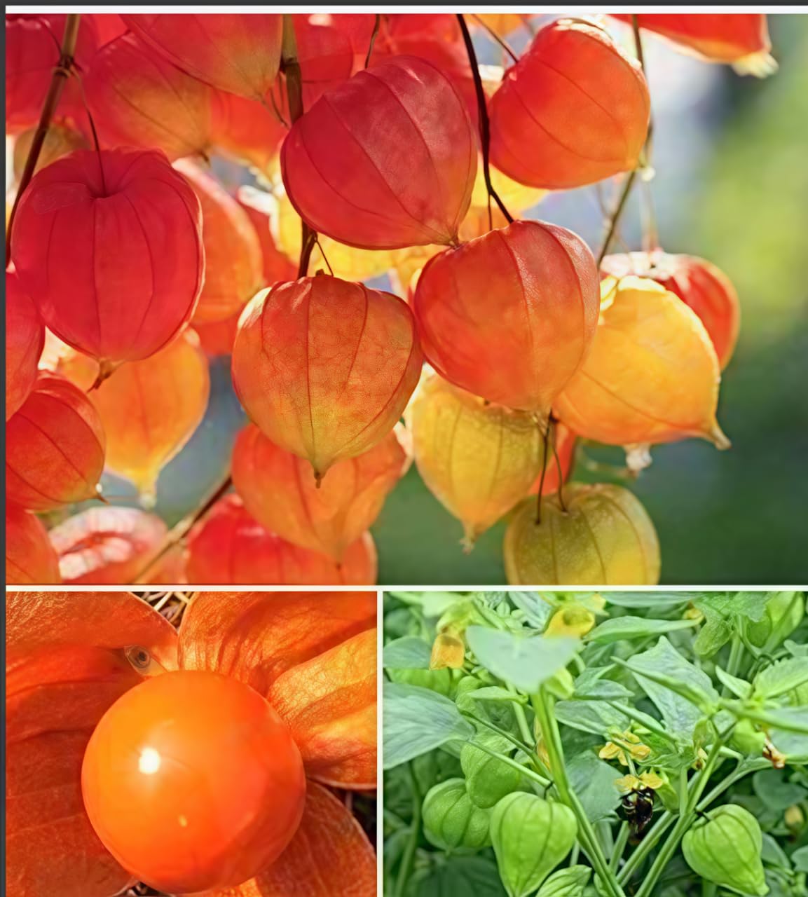 BuggyBeds Physalis husk closeup showcases red-orange lanterns for décor.