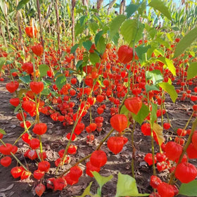 BuggyBeds Physalis in a patio pot adds year-round color.