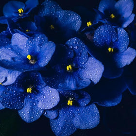 BuggyBeds planting African violet seeds shows start-to-grow moment for home gardeners