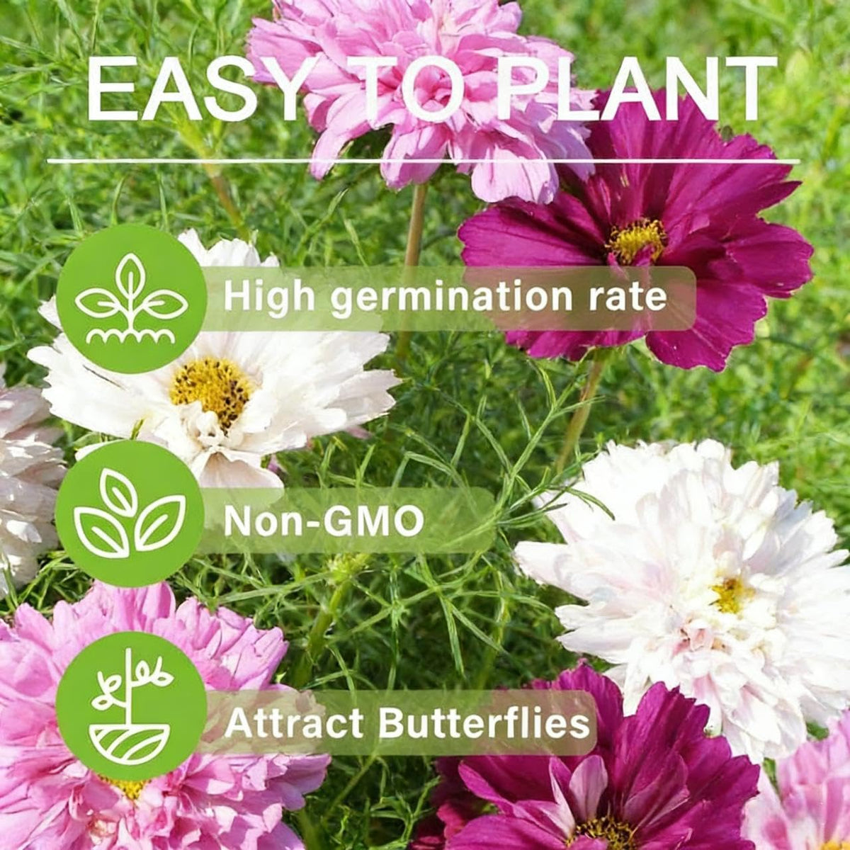 BuggyBeds Seed pack contains 1050+ seeds for abundant planting.