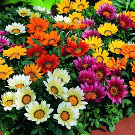BuggyBeds heat- and drought-tolerant seeds thrive in hot, dry summers.