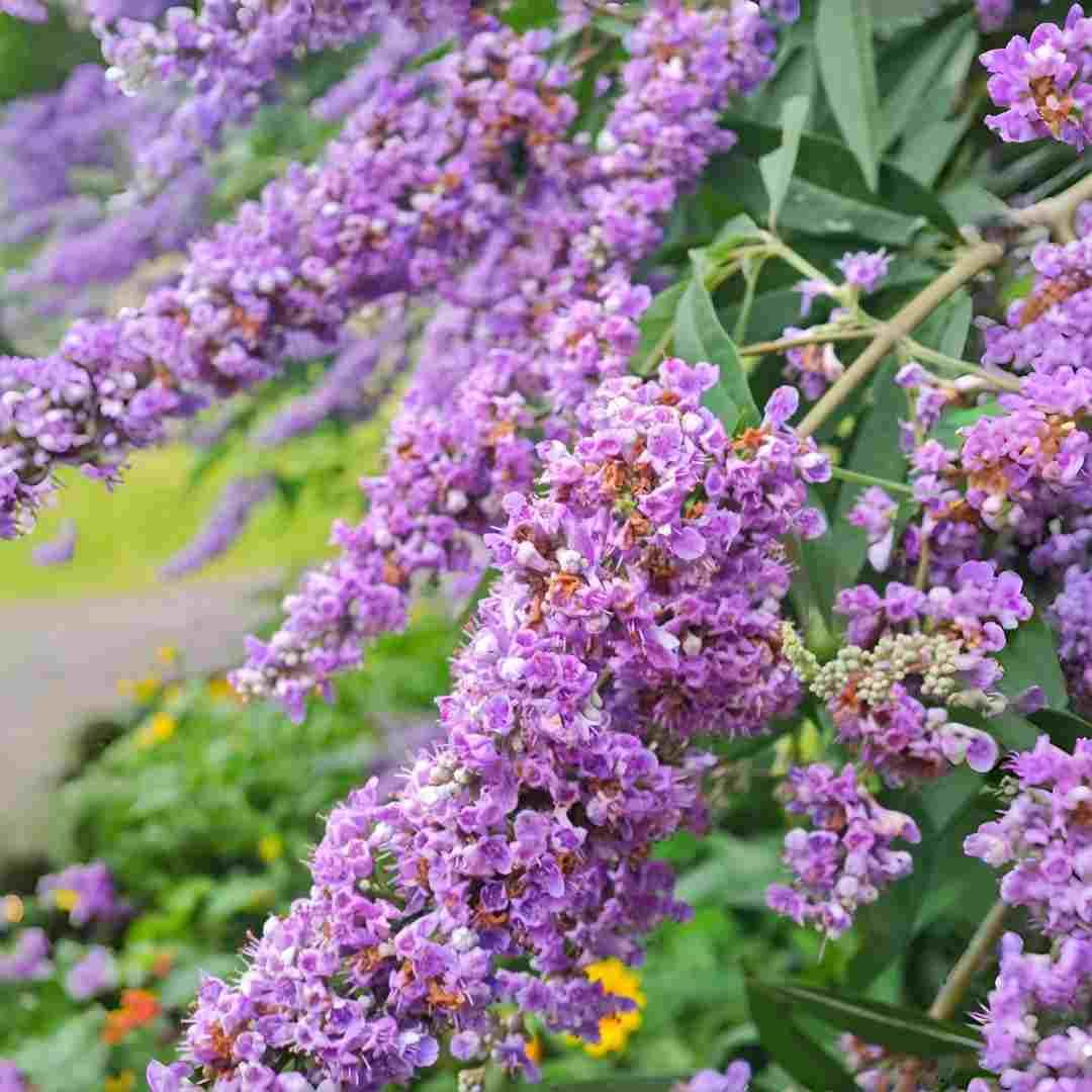 BuggyBeds Buddleja seeds attracting butterflies and pollinators